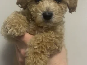 Cavapoo