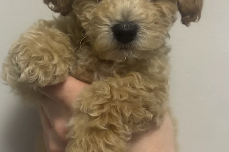 Cavapoo