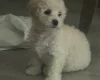 Cavapoo