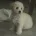 Cavapoo