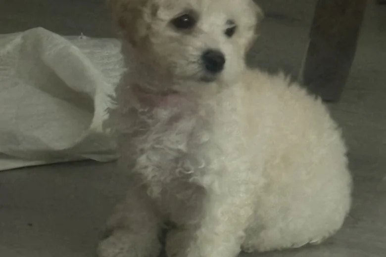 Cavapoo