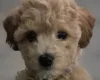 Cavapoo