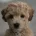 Cavapoo