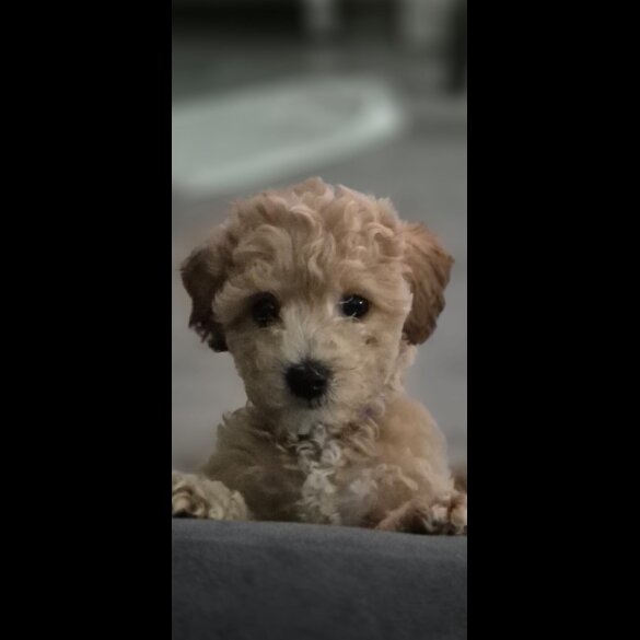 Cavapoo