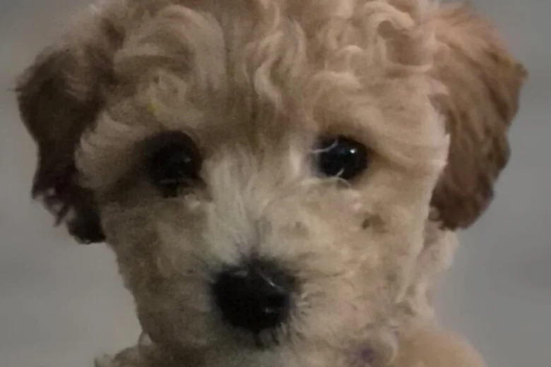 Cavapoo