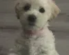 Cavapoo