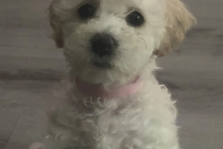 Cavapoo