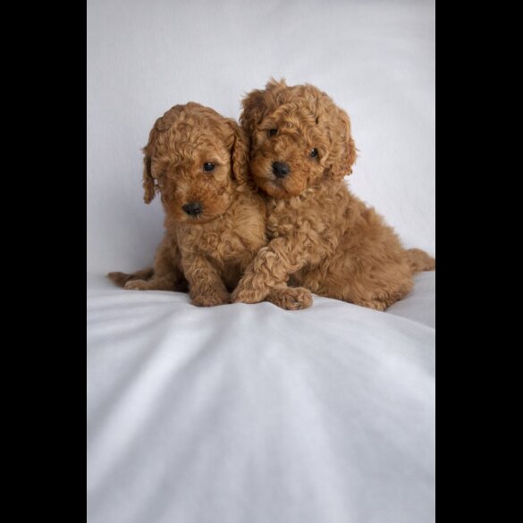 Cavapoo