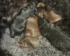 Cavapoo