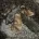 Cavapoo