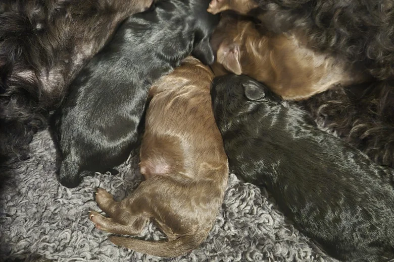 Cavapoo