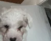 Mixed Breed