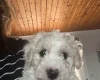Mixed Breed