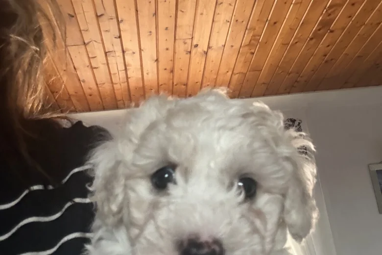 Mixed Breed