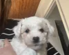 Mixed Breed