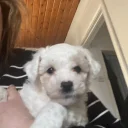 Mixed Breed