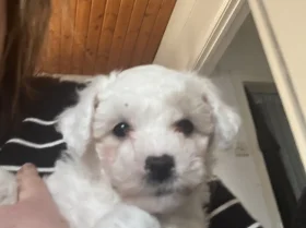 Mixed Breed