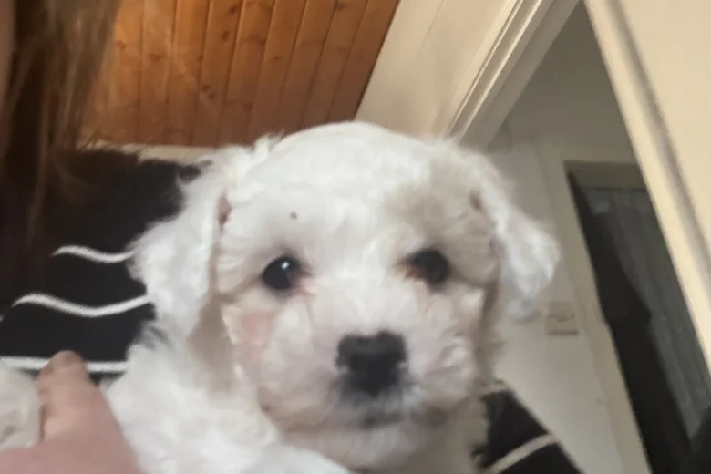 Mixed Breed