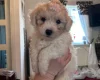 Mixed Breed
