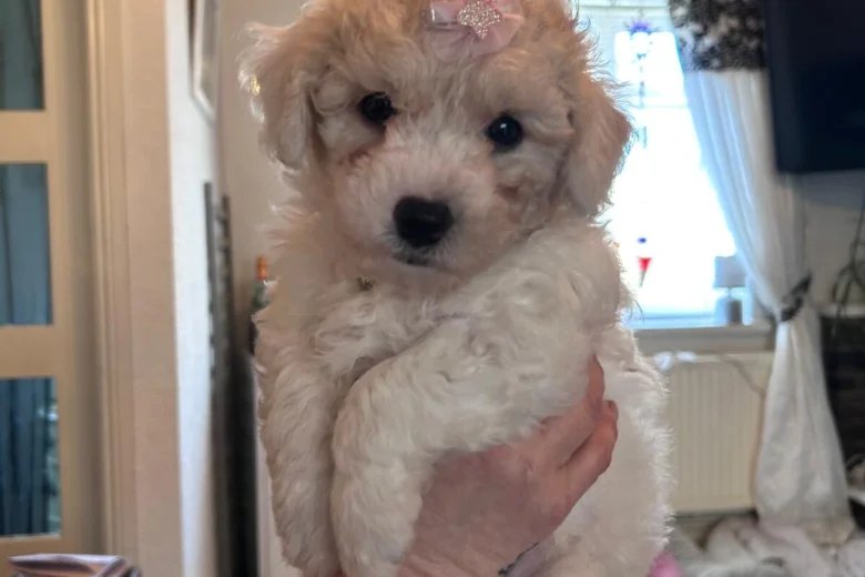 Mixed Breed