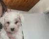Mixed Breed