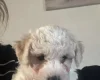 Mixed Breed