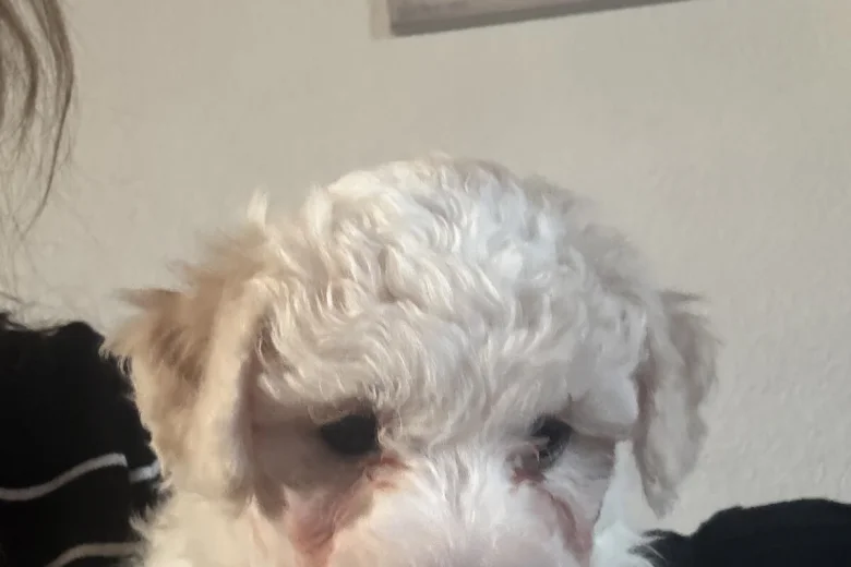 Mixed Breed