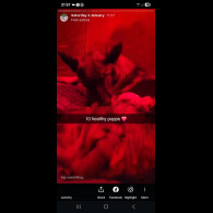 Central Asian Shepherd