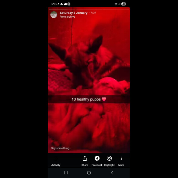 Central Asian Shepherd