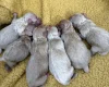 Maltipoo