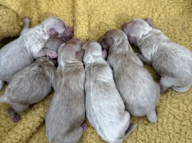 Maltipoo
