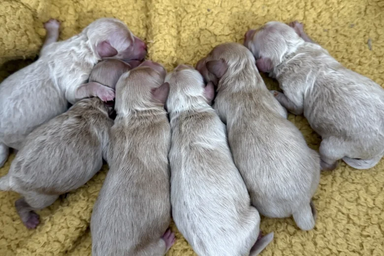 Maltipoo