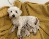 Maltipoo