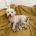 Maltipoo