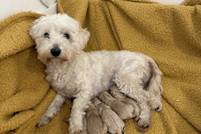 Maltipoo