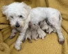 Maltipoo