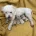 Maltipoo