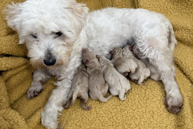 Maltipoo