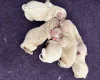 Maltipoo