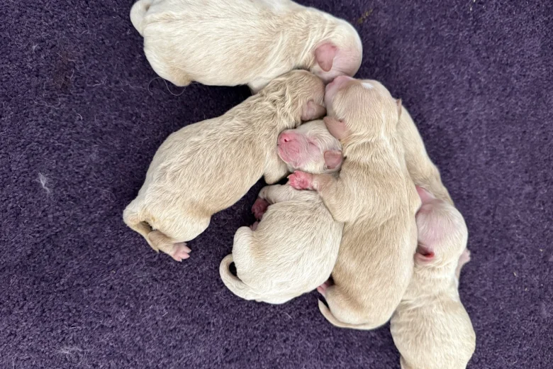 Maltipoo