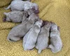 Maltipoo