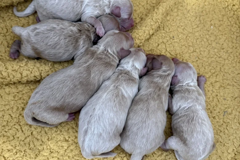 Maltipoo