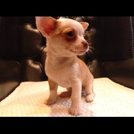 Chihuahua