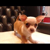 Chihuahua