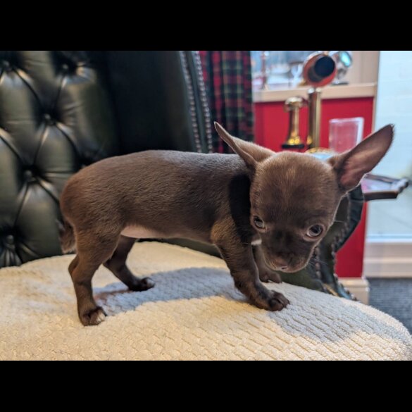 Chihuahua