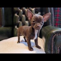 Chihuahua