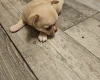 Chihuahua Smooth Coat