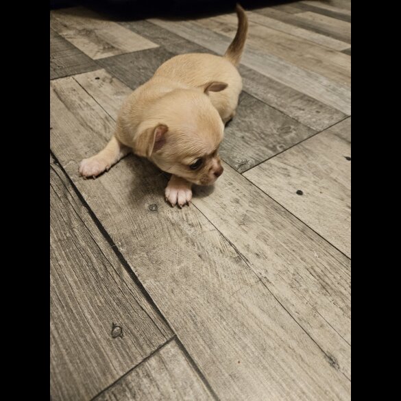 Chihuahua Smooth Coat