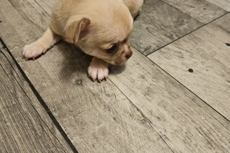 Chihuahua Smooth Coat