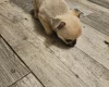 Chihuahua Smooth Coat